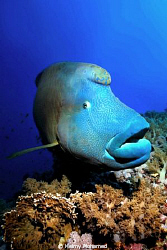 a napolion of the big brother island by Helmy Mohamed 